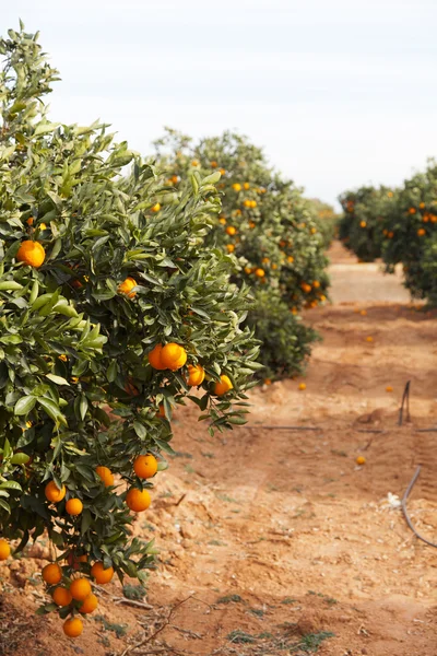 Valencia laranjeiras — Fotografia de Stock