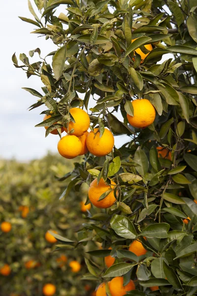 Valencia narancssárga fák — Stock Fotó