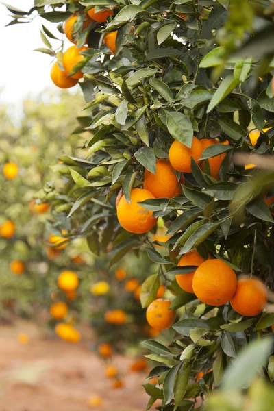 Valencia orange trees — Stock Photo, Image