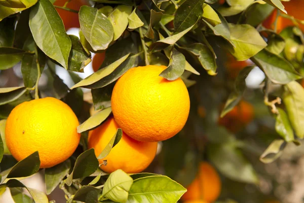 Valencia-Orangenbäume — Stockfoto