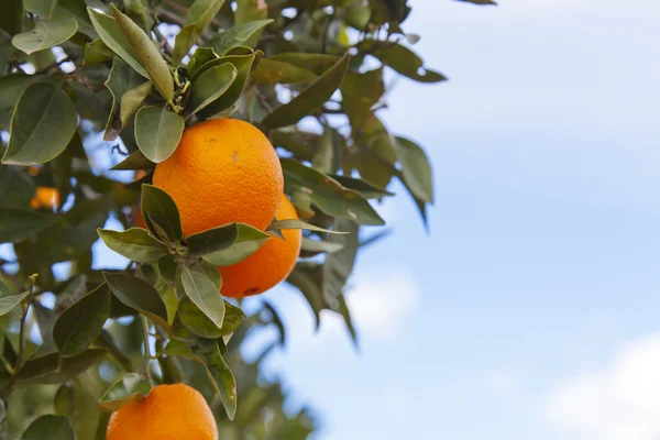 Valencia oranje bomen — Stockfoto