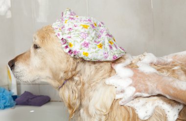 bir köpek için banyo