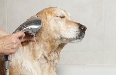 bir köpek için banyo
