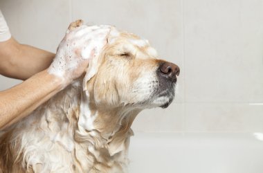 bir köpek için banyo