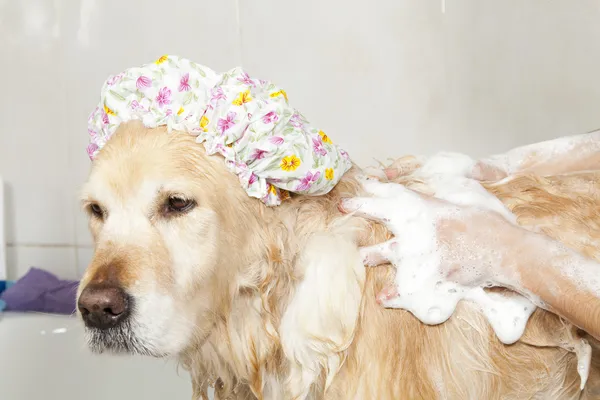 Badezimmer für einen Hund — Stockfoto