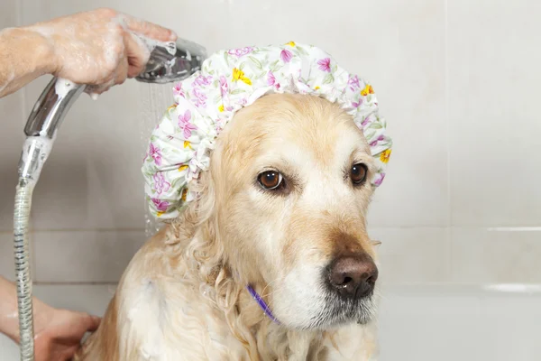 Bir köpek için banyo — Stok fotoğraf