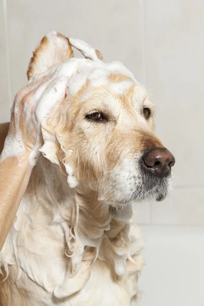 Badkamer om een hond — Stockfoto