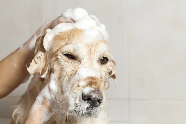 bir köpek için banyo