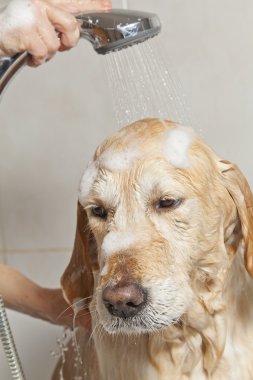 bir köpek için banyo