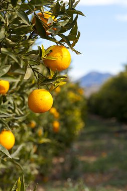 Valencia portakal ağaçları