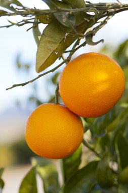 Valencia portakal ağaçları