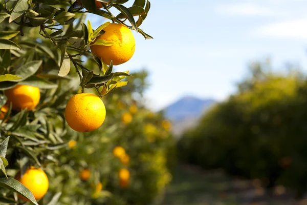 Valencia oranžové stromy — Stock fotografie