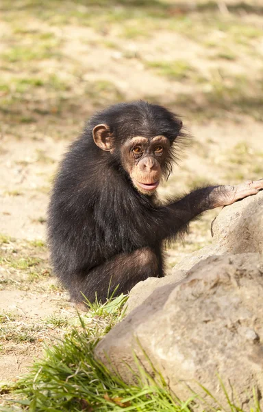 Chimpanzee — Stock Photo, Image