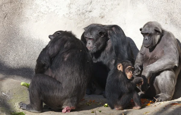 Chimpanzee — Stock Photo, Image