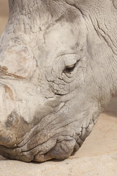 Rhino. — Foto de Stock