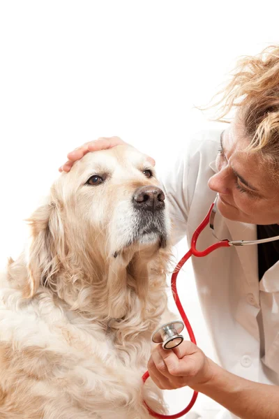 Ветеринария — стоковое фото