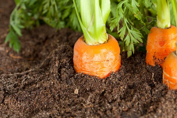 Zanahorias — Foto de Stock