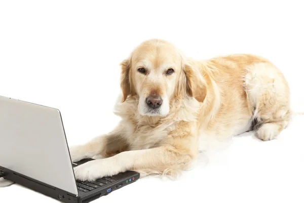 Dog with a laptop — Stock Photo, Image