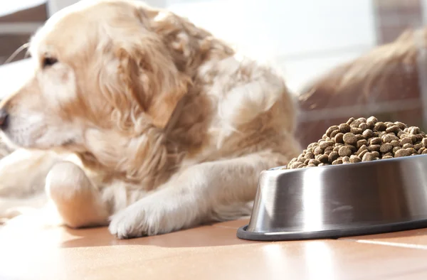 Perro con su comida — Foto de Stock