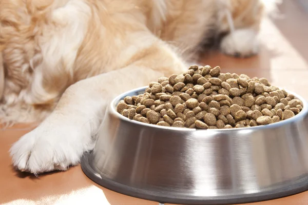 Dog with his food — Stock Photo, Image