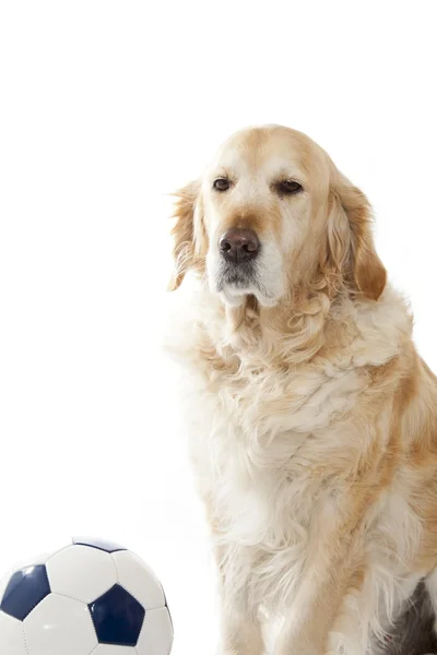 Perro perdiguero de oro — Foto de Stock