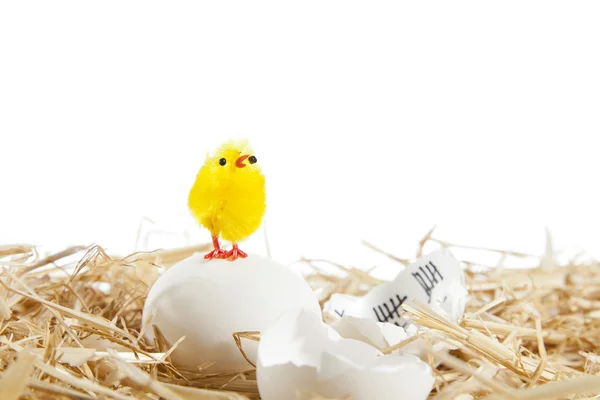 Eier im Nest — Stockfoto