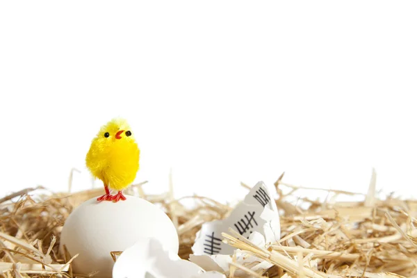 Eier im Nest — Stockfoto