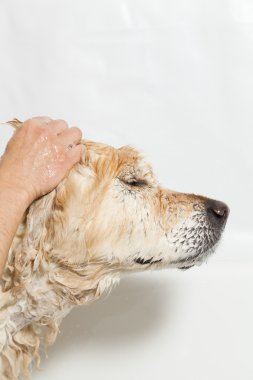 bir köpek için banyo
