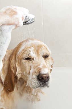 bir köpek için banyo