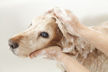 bir köpek için banyo