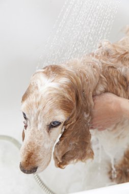 bir köpek için banyo