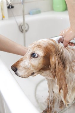 bir köpek için banyo