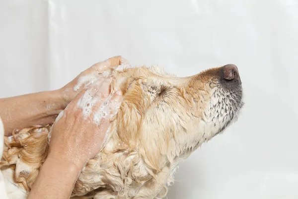 bir köpek için banyo