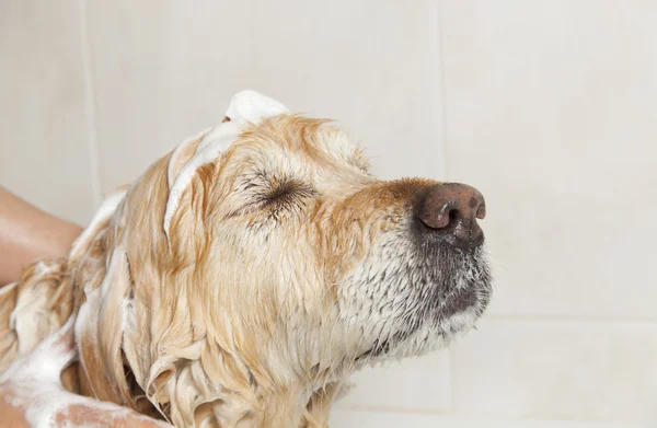 犬に浴室 — ストック写真