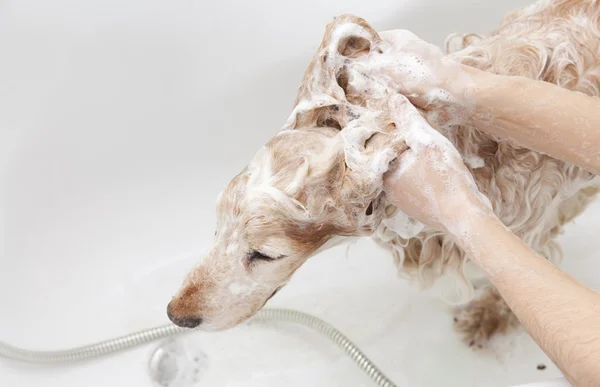 Salle de bain à un chien — Photo