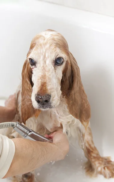 Salle de bain à un chien — Photo