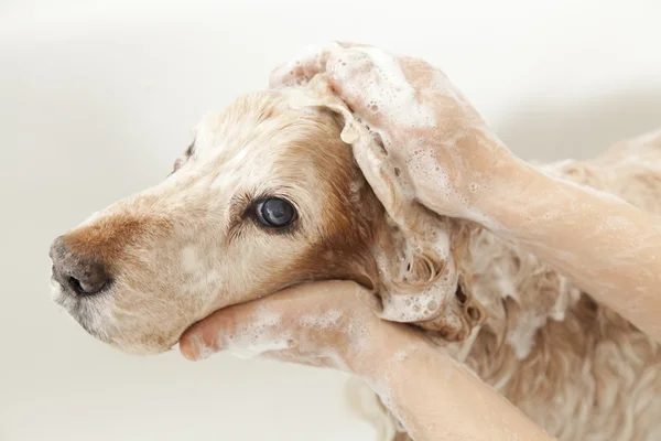 Cuarto de baño para un perro Imagen de stock