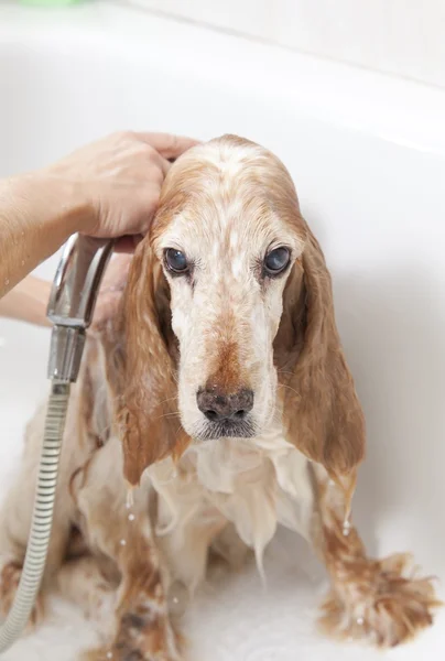 Badkamer om een hond — Stockfoto