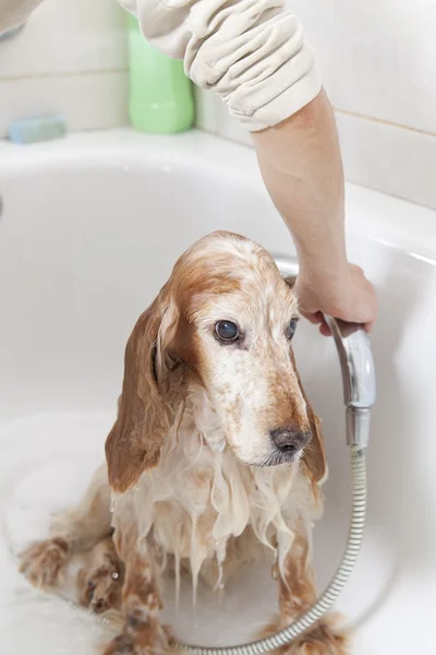 一只狗到浴室 — 图库照片