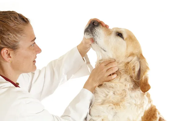 Veterinärmedicinska samråd — Stockfoto