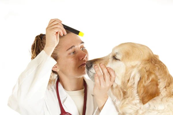 Veterinaire raadpleging — Stockfoto