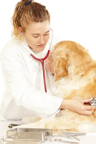 Veterinary consultation — Stock Photo, Image