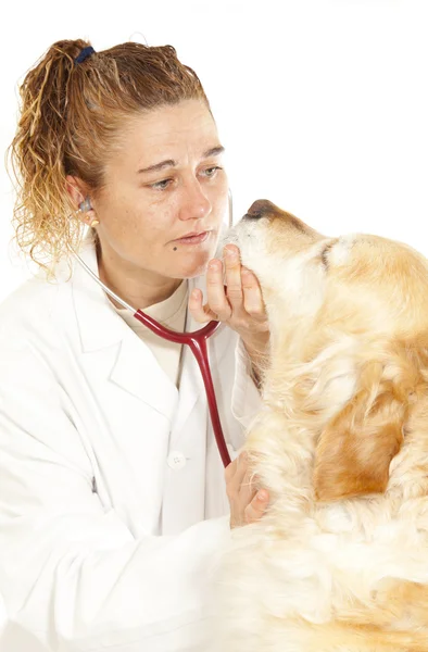 Veterinaire raadpleging — Stockfoto