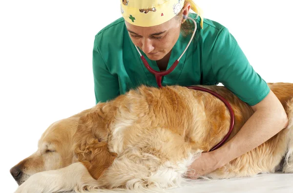 Veterinaire raadpleging — Stockfoto