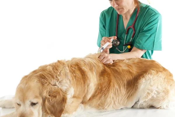 Consultazione veterinaria — Foto Stock