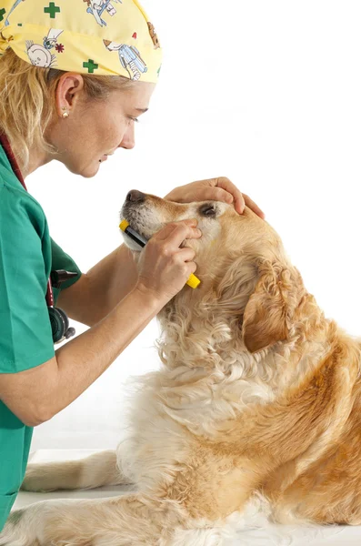 Consultazione veterinaria — Foto Stock