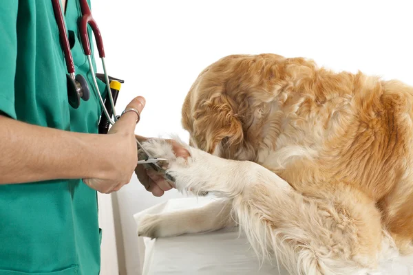 Veterinaire raadpleging — Stockfoto