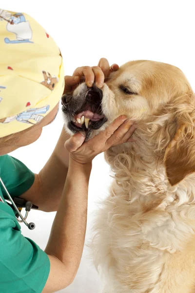 Consultazione veterinaria — Foto Stock