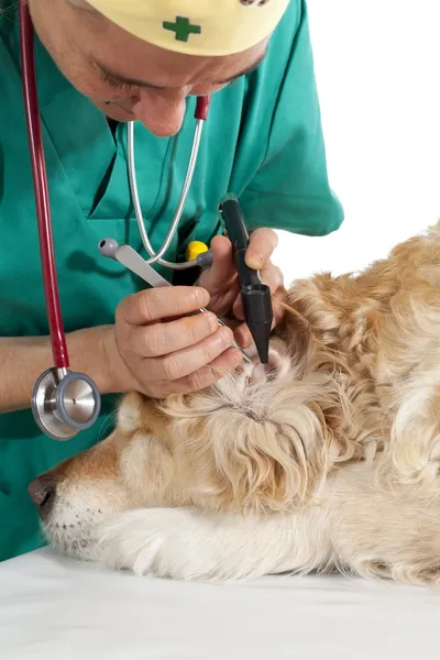 Consulta veterinaria — Foto de Stock