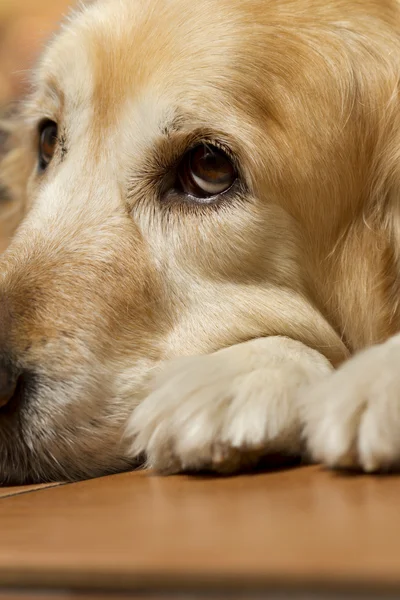 Golden retriever — Stockfoto